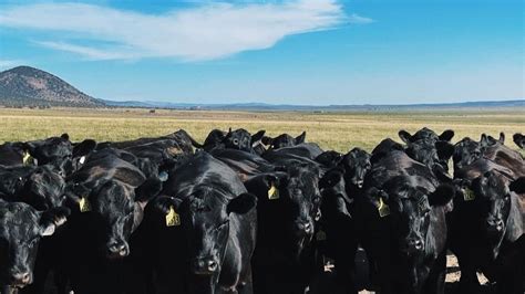 Black Angus Cattle Ranching - Desert Creek Ranch — Desert Creek ...