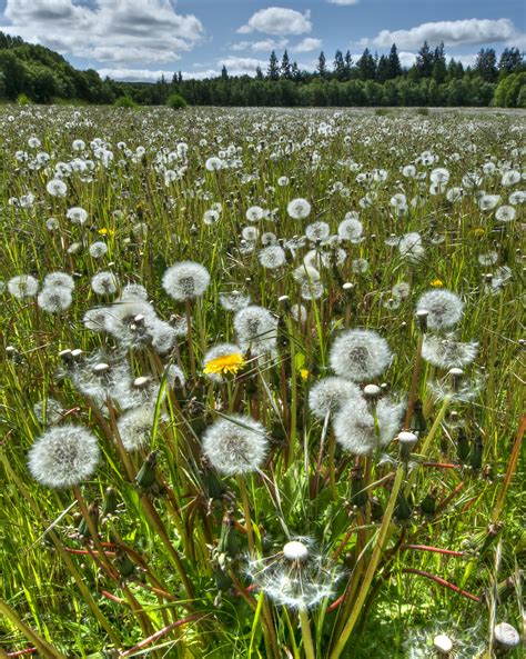 Dandelion Field - HDR Photo | HDR Creme