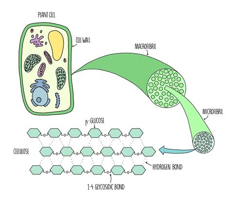 Plant Resources Edexcel A — the science hive