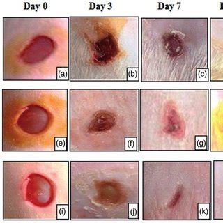 Physical appearance of (a) PRP-free wafers, (b) lyophilized PRP powder ...