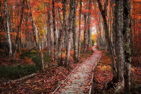 Acadia National Park during peak fall color, October 2019 : r/pics