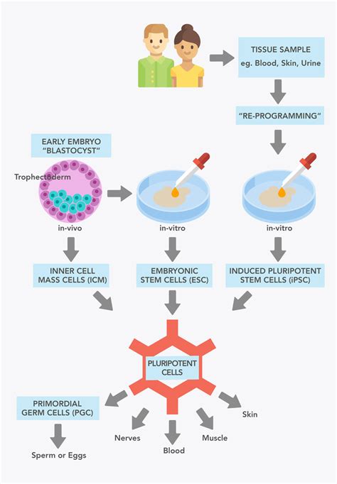 Reproduction and Fertility: How could stem cells help? | Eurostemcell