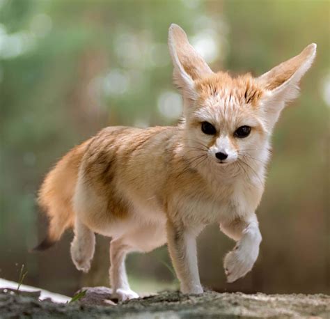 Fennec Foxes - Endangered Wolf Center