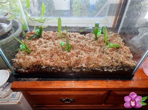 About Growing Hydroponic Orchids - Hydroponic Orchids