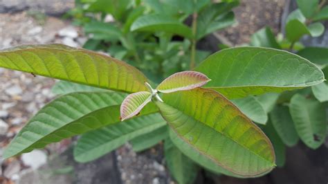 Benefits of Guava leaves for health, skin, and hair - Yabibo