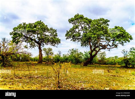 Mopane Tree Stock Photos & Mopane Tree Stock Images - Alamy