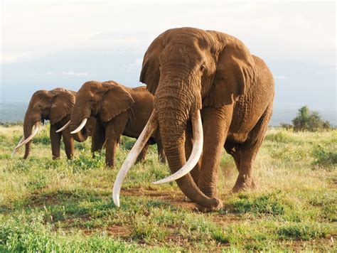 Large-tusked elephants are in decline, need to be protected from trophy ...