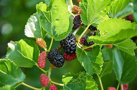 Red Mulberry Tree - The Only Native Tree To North America