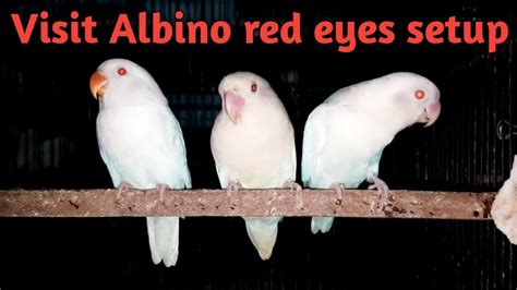 Albino red eyes setup | 25 pair Albino red eyes | Decino | Pastle Ino ...