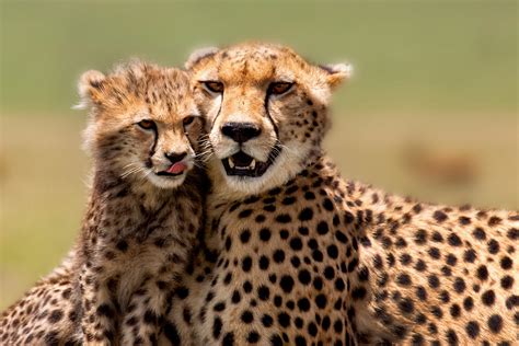 cheetah mom and cubs – Succed