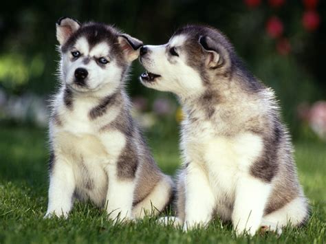 Cute Puppy Dogs: Siberian Husky Puppies