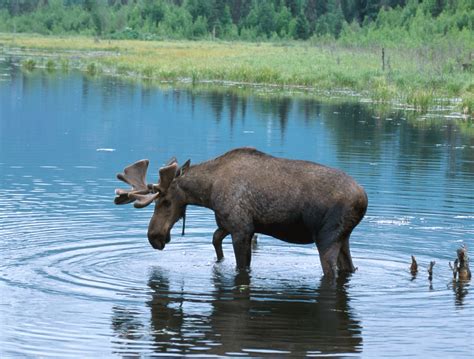 Wildlife Habitat Enhancement – Maine Sporting Camp Heritage Foundation