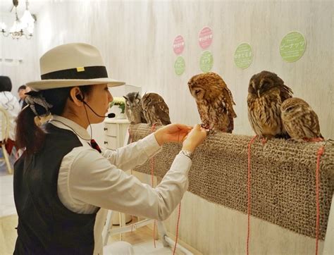 Akiba Fukurou Owl Cafe Tokyo - Get Up Close With Adorable Owls