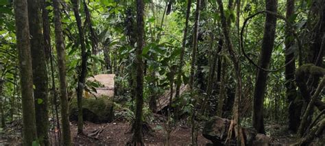 The rainforest in Ecuador : r/familytravel