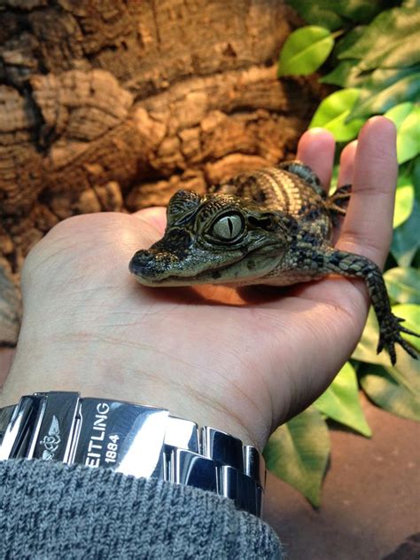 My baby spectacled Caiman. • /r/aww | Cute reptiles, Reptile room, Caiman