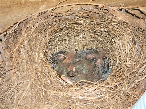 A story about Blackbirds, Honeyeaters and Cats - Trevor's Birding