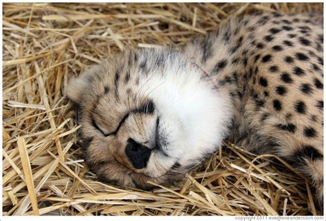 cheetah cub sleeping - Cheetah Photo (37681285) - Fanpop