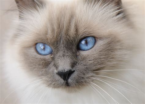 What Colors Can Birman Cats Be? | Litter-Robot