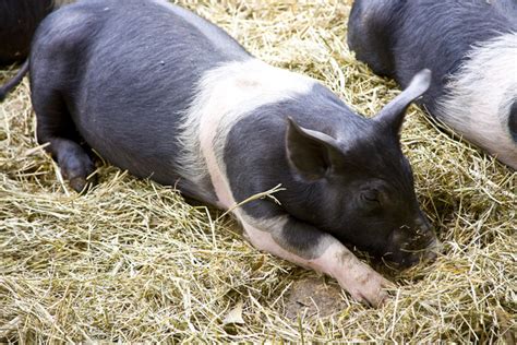 Hampshire Pig for Meat and Breeding - Countryside