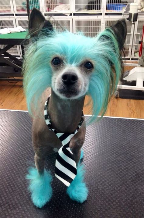 Creative grooming by Kali Topp | Dog grooming, Dog grooming styles ...