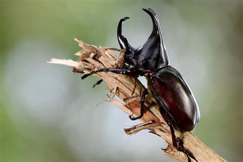 How long do beetles live