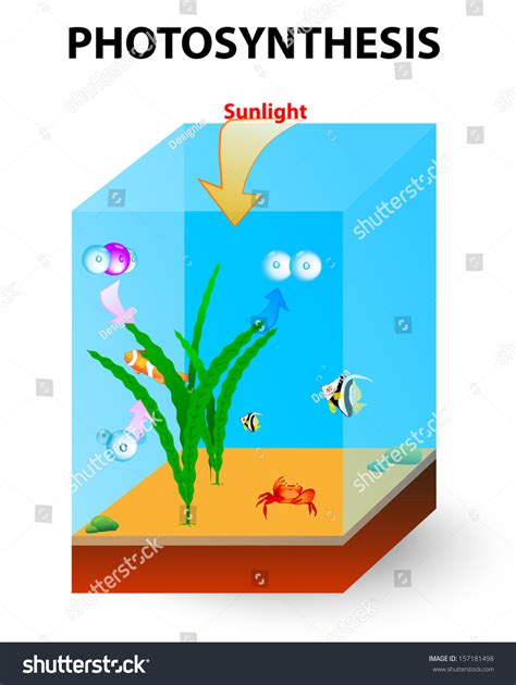 Photosynthesis Ocean Carried Algae Marine Plant Stock Vector (Royalty ...