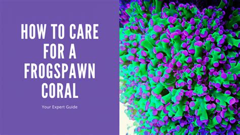 HOW TO CARE FOR THE FROGSPAWN CORAL IN YOUR REEF TANK