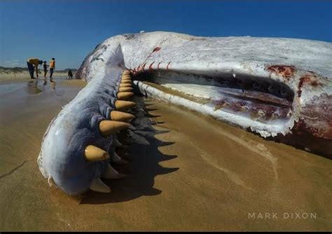 Never knew sperm whales had alligator like teeth... : oddlyterrifying