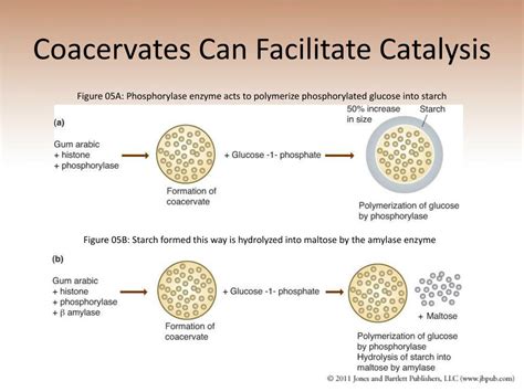 PPT - Chapter 4 From Molecules to Cells and the Origin of Selection ...