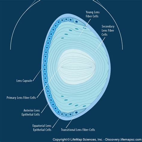 Structure Of Human Eye - Human Sense Organs - The Five Senses - A ...