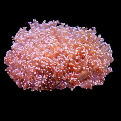 Frogspawn Coral – Fishtank