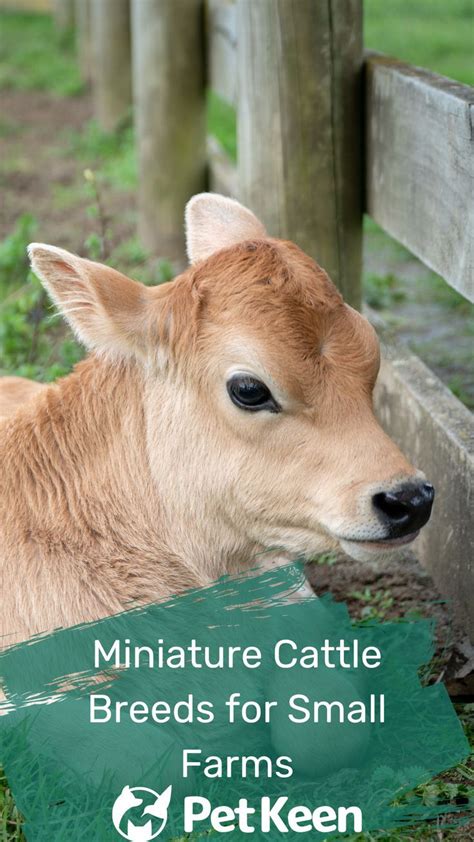 10 Miniature Cattle Breeds for Small Farms (With Pictures) | Miniature ...