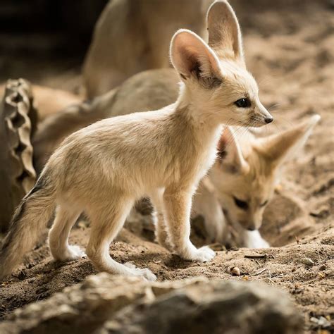 Pin by Jae on Amazing Animals | Fennec fox, Pet fox, Fennec fox pet