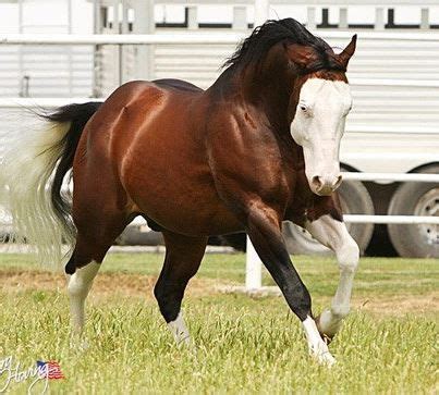 Magnificent Bay Bald-Faced Horse. (I love horses with these markings ...