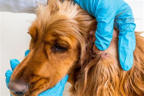 5 Tick Removal Tools (and How to Use Them) | Great Pet Care