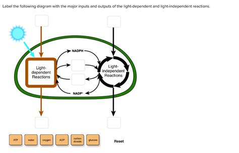 label the following diagram with the major inputs and outputs of the ...