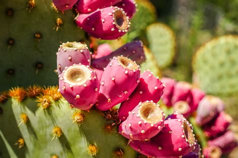 Health Benefits of Nopal Cactus - Facty Health