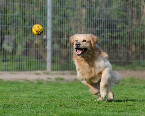 Reinventing Playtime: 20 Fun Activities to Do With Your Dog - Vetstreet ...