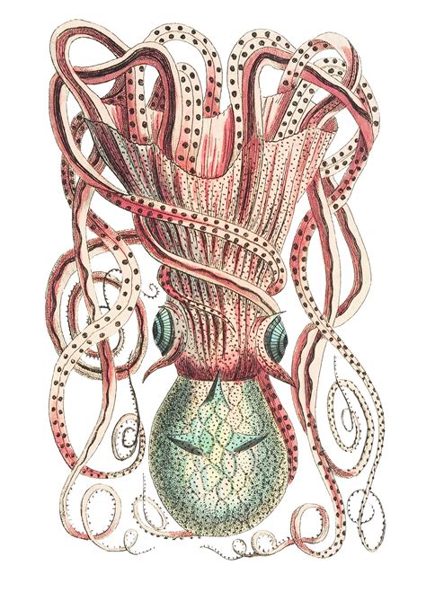 Squid Octopus Vintage Art Free Stock Photo - Public Domain Pictures