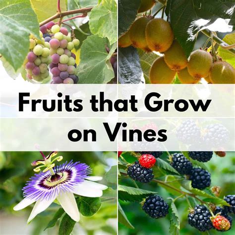 Fruits That Grow on Vines - Together Time Family