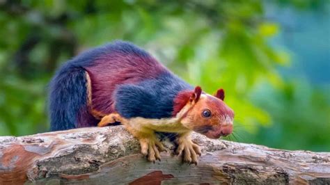 150+ Best Squirrel Names For Your Cute Friend