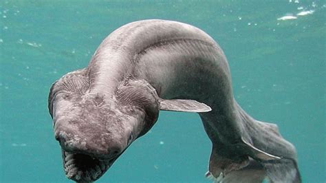 6 Bizarre Sharks That Live in the Deep Ocean | Mental Floss