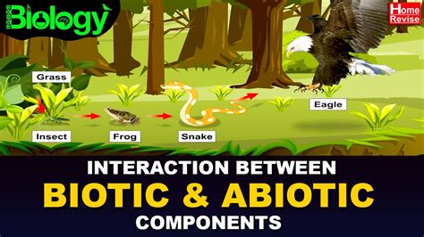 Biotic and abiotic parts of an ecosystem. 10 Biotic and Abiotic ...