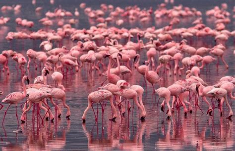 Flamingos in Lake Nakuru National Park | Kenya National Park Attractions