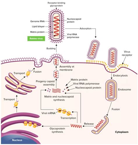 Rabies Virus - Structure, Genome Organization, Pathogenesis ...