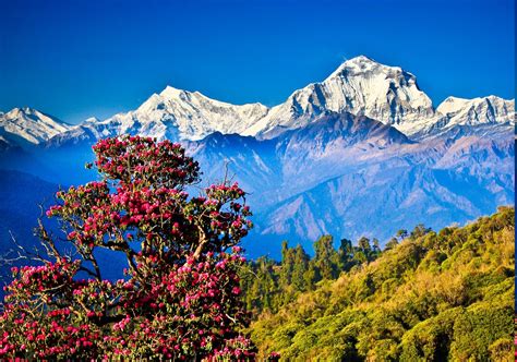 Nepal, Himalayas, Mountain, Nature, Landscape, Hill, Trees Wallpapers ...