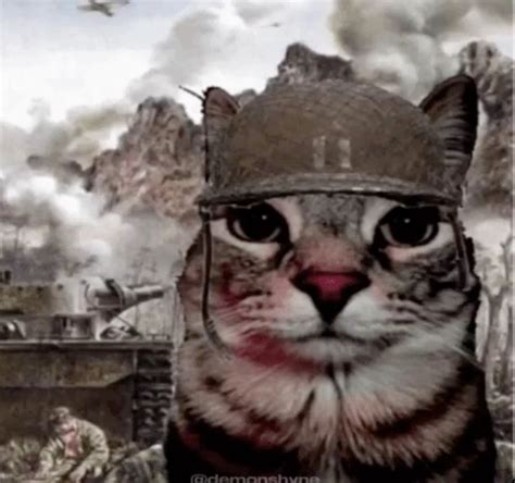 cat soldier | Cat memes, Silly cats pictures, Funny cats