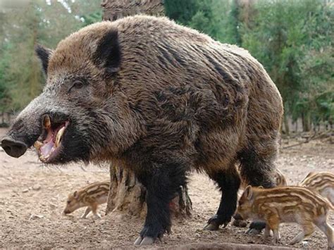 https://www.sanctuariesindia.com/wp-content/gallery/wild-boar-wildlife-2 ...