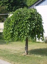 Weeping mulberry | Dwarf trees for landscaping, Trees for front yard ...