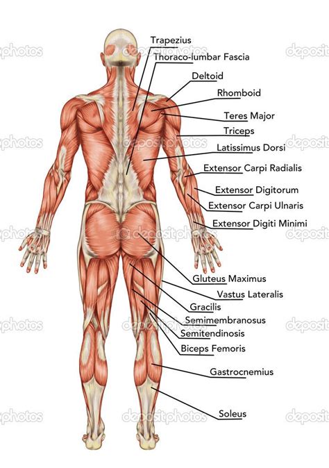 anatomy of body | Anatomy of male muscular system posterior view full ...